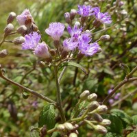 Gymnanthemum pectiniforme (DC.) H.Rob.